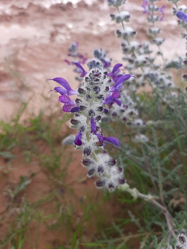 Libyan Wild Clary