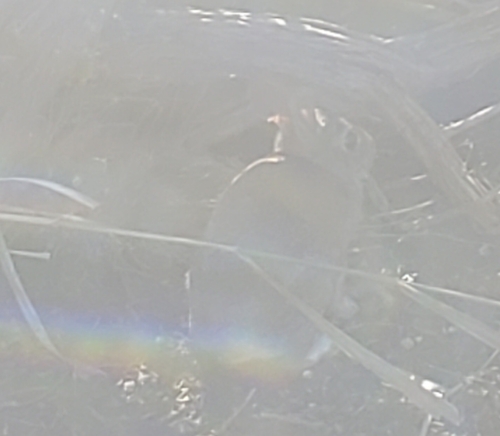 iNaturalist observation photo of Cottontail Rabbits