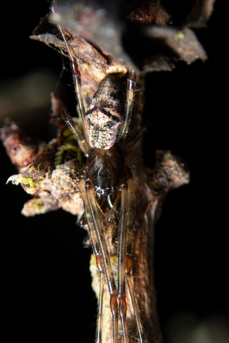 Tetragnatha restricta