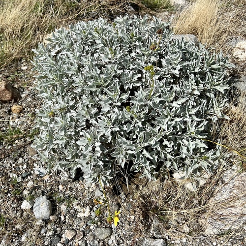 iNaturalist observation photo of Brittlebush
