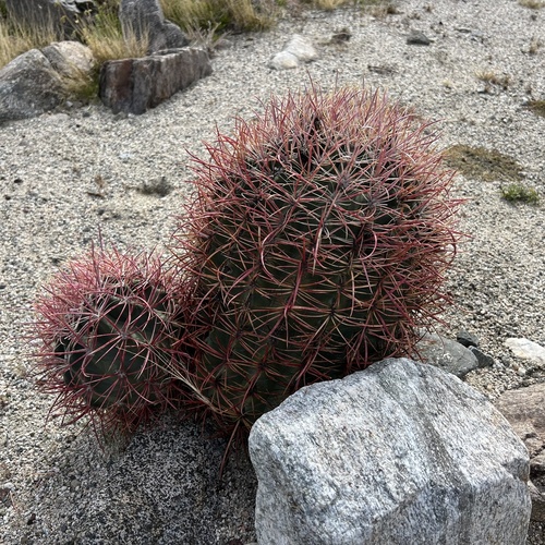 iNaturalist observation photo of California Barrel Cactus