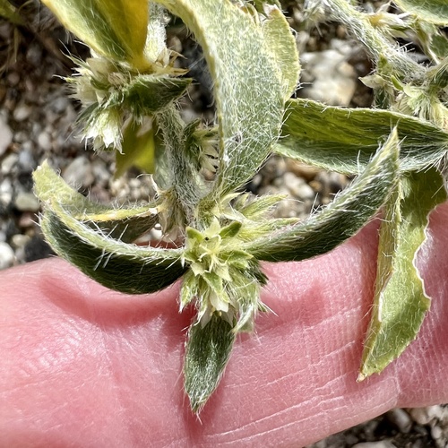 iNaturalist observation photo of Yuma Silverbush