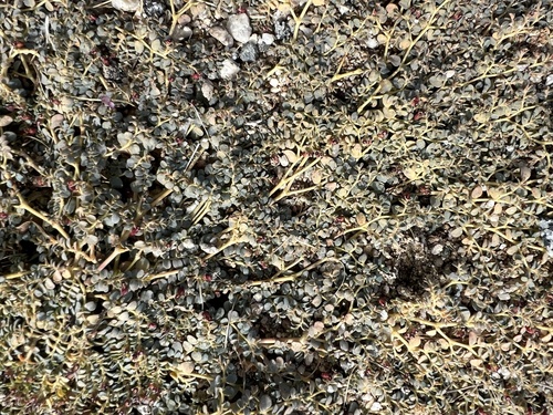 iNaturalist observation photo of smallseed sandmat