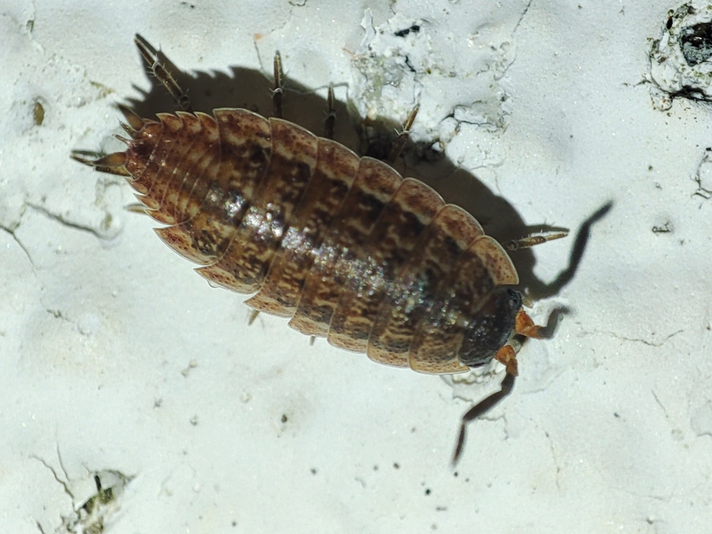 Proporcellio from Sardoal, 2230 Sardoal, Portugal on February 11, 2024 ...