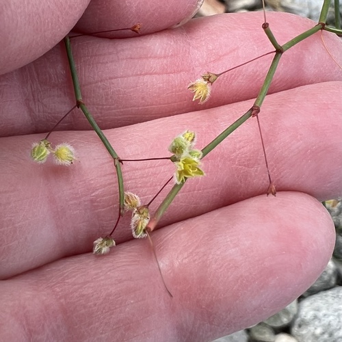 iNaturalist observation photo of Desert Trumpet