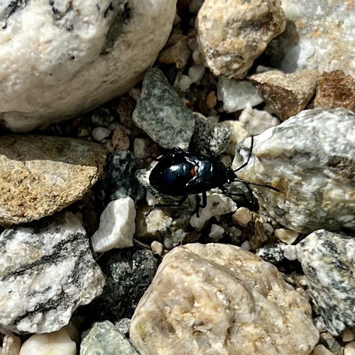 iNaturalist observation photo of California Bordered Plant Bug