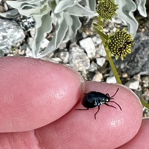 iNaturalist observation photo of California Bordered Plant Bug