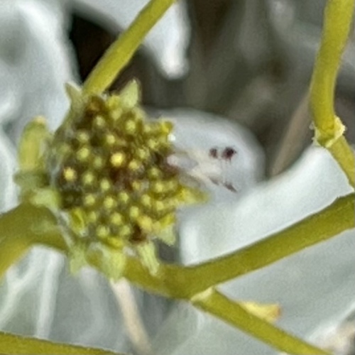 iNaturalist observation photo of Trupanea nigricornis