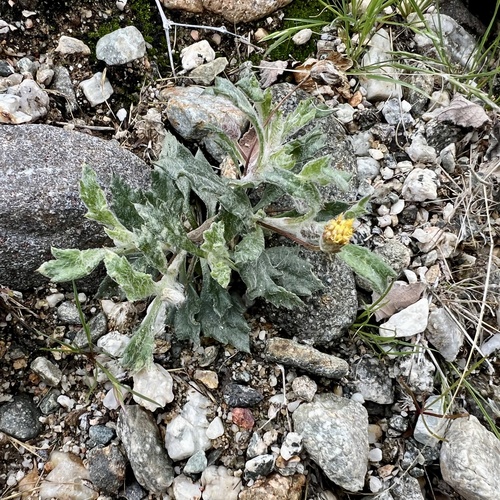 iNaturalist observation photo of yellowhead