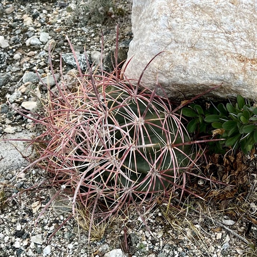 iNaturalist observation photo of California Barrel Cactus