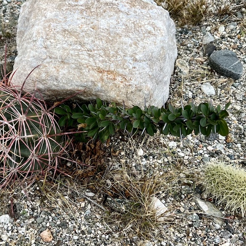 iNaturalist observation photo of ocotillo