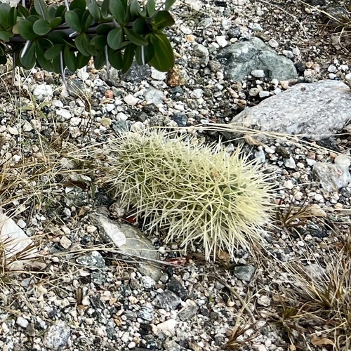 iNaturalist observation photo of Teddybear Cholla