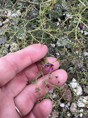 iNaturalist observation photo of California fagonbush