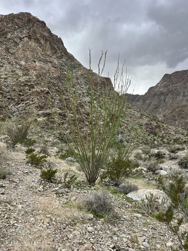 iNaturalist observation photo of ocotillo