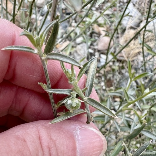 iNaturalist observation photo of Yuma Silverbush
