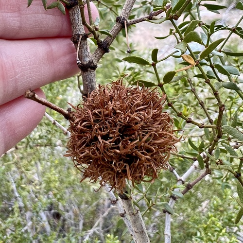 iNaturalist observation photo of Large Creosote Gall Midge