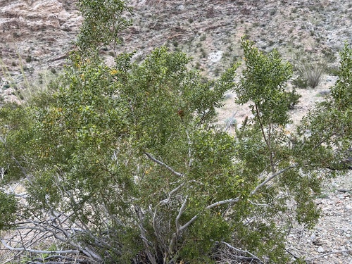 iNaturalist observation photo of Creosote Bush