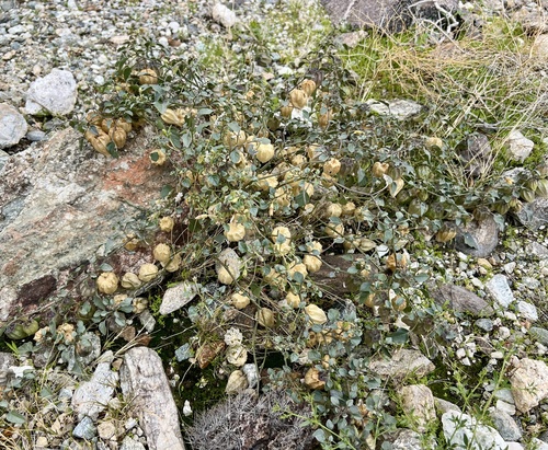iNaturalist observation photo of Thickleaf Groundcherry