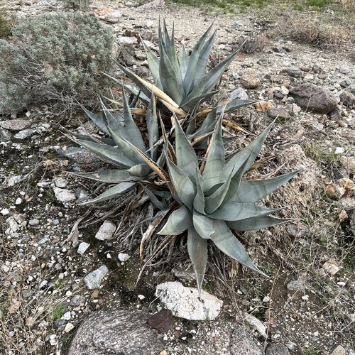 iNaturalist observation photo of desert agave