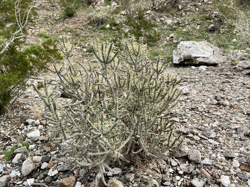 iNaturalist observation photo of Branched Pencil Cholla