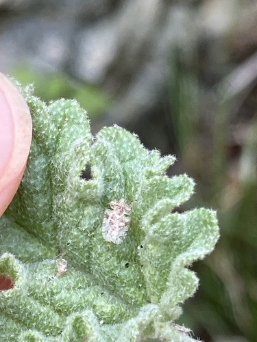 iNaturalist observation photo of Corythucha