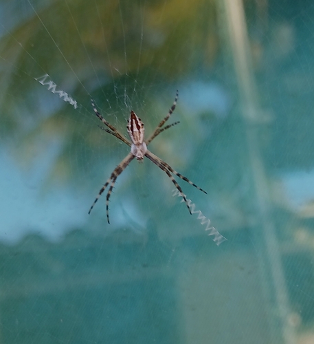 Silver Garden Orbweaver (Argiope argentata)
