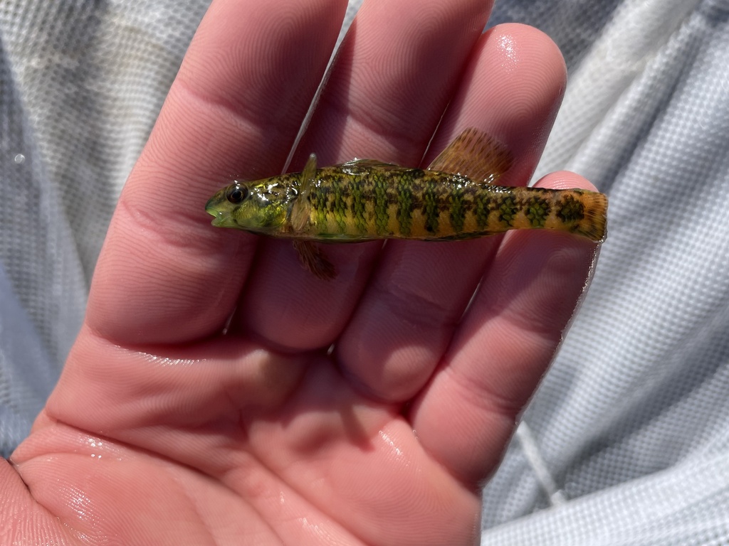 Banded Darter from Mukwonago River, Mukwonago, WI, US on February 10 ...