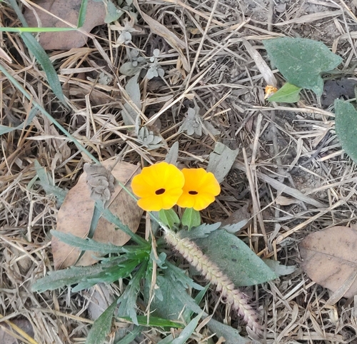 Black-eyed Susan vine