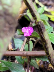 Tradescantia poelliae image