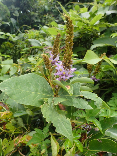 Pueraria montana var. montana