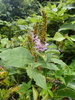 Pueraria montana montana - Photo (c) 右耳, all rights reserved, uploaded by 右耳