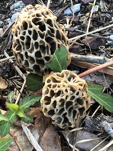 Morchella