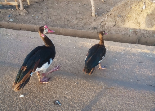 Spur-winged Goose