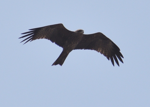Yellow-billed Kite