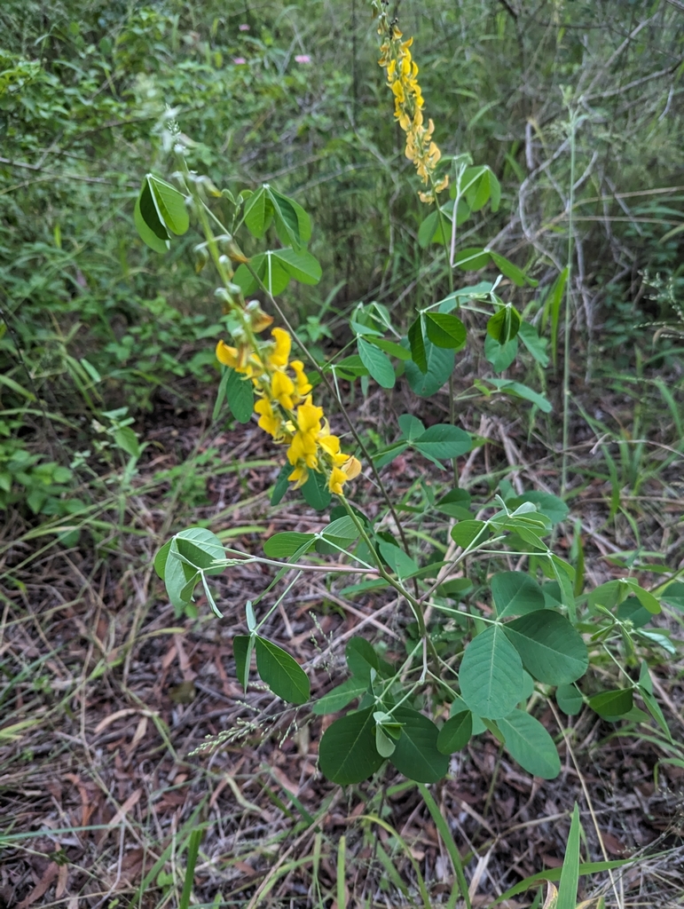 Wild Rattlepod Rattlepods from Caloundra - Rail Corridor, AU-QL, AU on February 8 ...