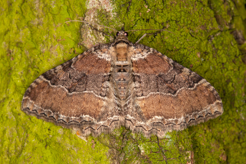 Rheumaptera cervinalis