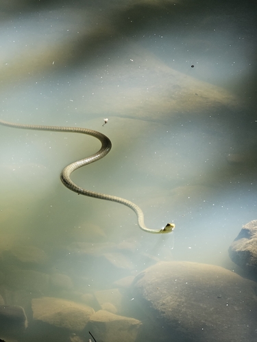 Common Tree Snake sighting