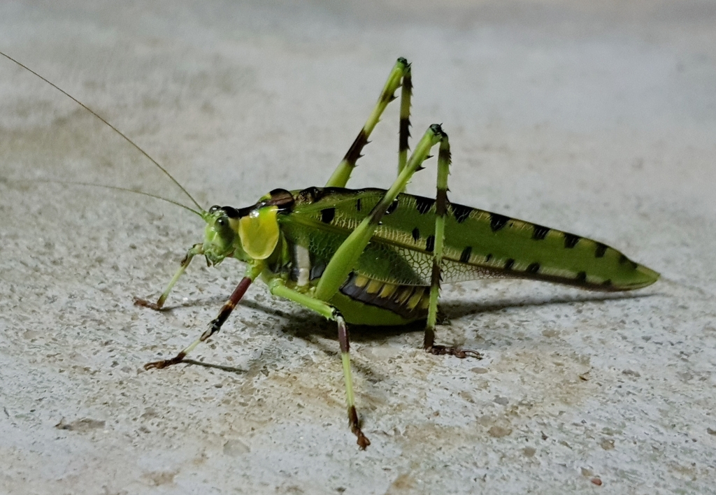Ephippitytha froggatti from Hopefield, Grenfell NSW 2810, Australia on