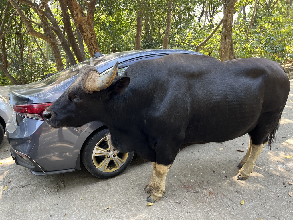 Gayal from Hlawga National Park, Yangon, MM on February 11, 2024 at 10: ...