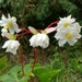 Begonia acerifolia - Photo (c) Jarol Fernando Vaca, όλα τα δικαιώματα διατηρούνται, uploaded by Jarol Fernando Vaca