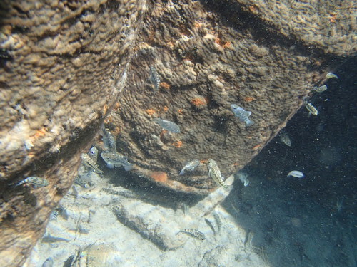 Largescale Pupfish