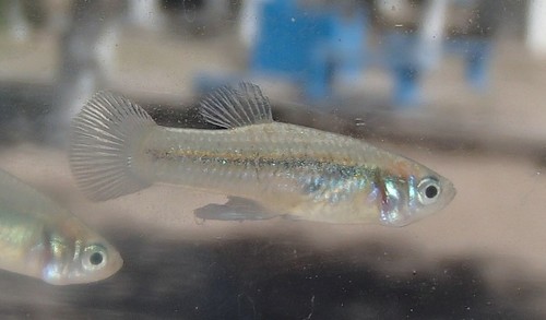 Crescent Gambusia