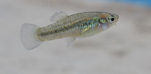 Crescent Gambusia