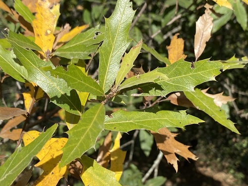 Mexican red oak