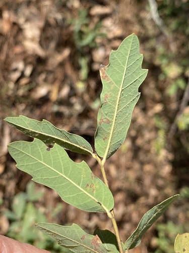 Quercus porphyrogenita