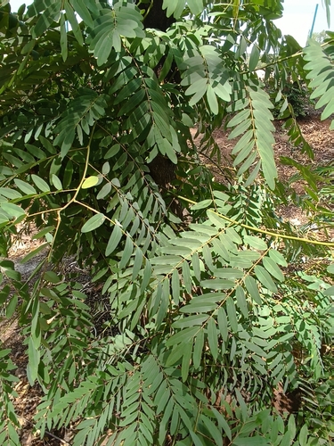 Kassod Tree