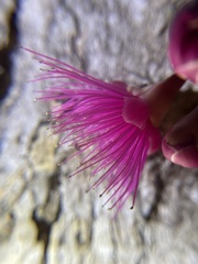 Pseudobombax ellipticum image