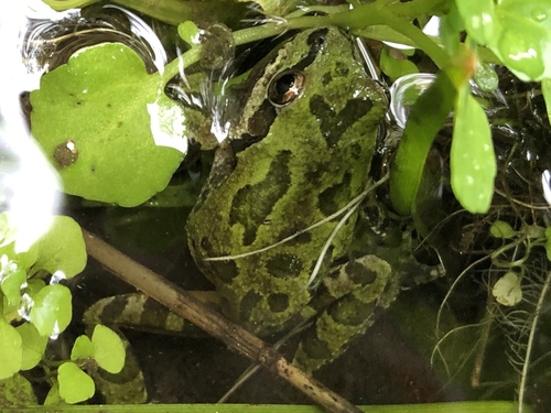 iNaturalist observation photo of Pacific chorus frog