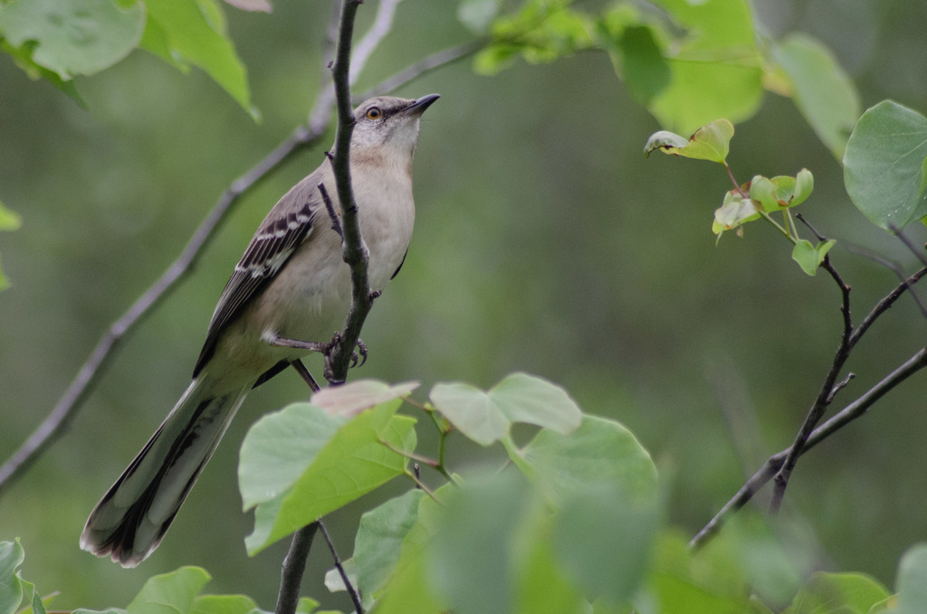 Northern Mockingbird From 1500 Mckinney St Houston Tx 77010 Usa On April 17 2019 At 03 16 Pm