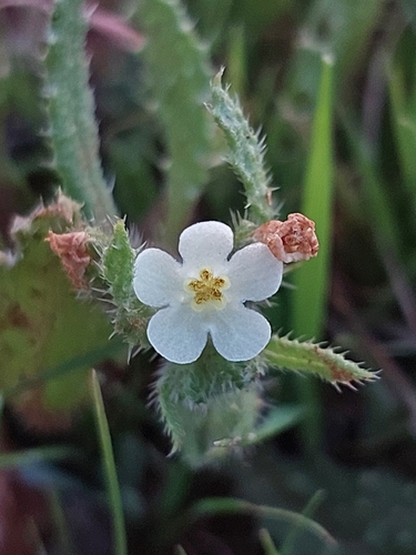 Eastern Alkanet
